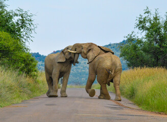 Naklejka na ściany i meble Two African elephants fight on a road in Pilanesberg national park during a safari