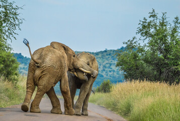 Fototapeta na wymiar Two African elephants fight on a road in Pilanesberg national park during a safari