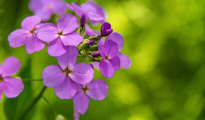 Wildflower with geen background space