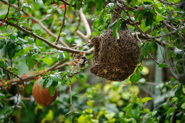 bird nest in tree