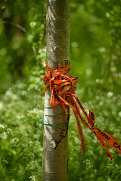 safety tape on tree