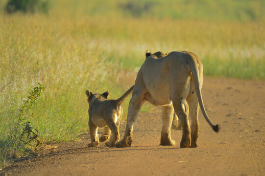 Lioness mother and cute cubs walking to the pride in Kruger national park