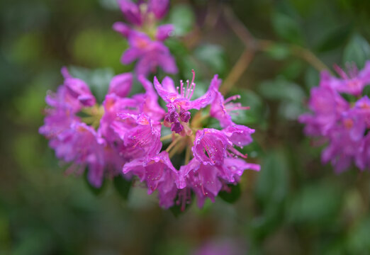 close up of a flower