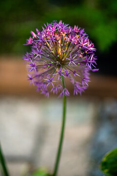 purple flower in the garden