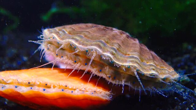 Black Sea mollusk Scallop (Flexopecten ponticus)