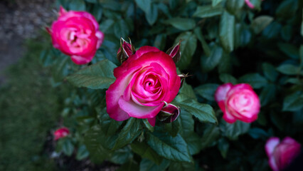 Colorful Roses in Rose Bush