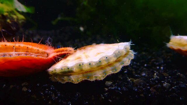 Black Sea mollusk Scallop (Flexopecten ponticus)