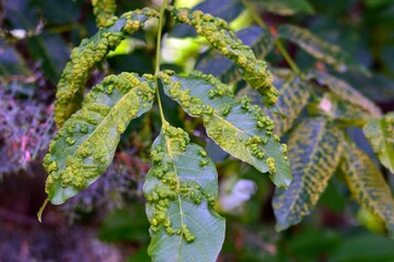 hojas de plantas enfermas,  causada por diferentes hongos