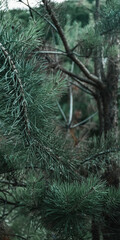 pine branches