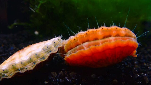 Black Sea mollusk Scallop (Flexopecten ponticus)