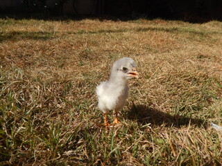 Chick 