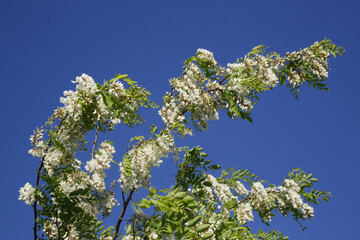 Branches full of white acacia flowers against clear blue sky