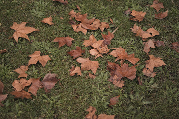 Autumn brown leaves in a park