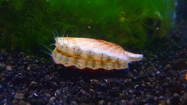 Black Sea mollusk Scallop (Flexopecten ponticus)