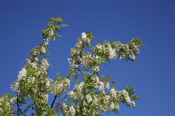 Branches full of white acacia flowers against clear blue sky