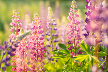 Obraz premium wild flowers lupins in sunlight, summer background