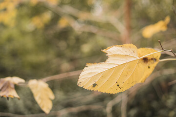 Autumn brown leaves in a park