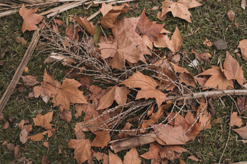 Autumn brown leaves in a park
