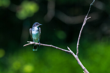 bird on a branch