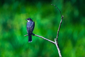 black headed bee eater