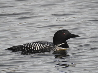 Observant Common Loon