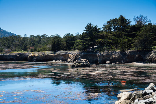 Divers In Whaler's Cove In Point Lobos State Park