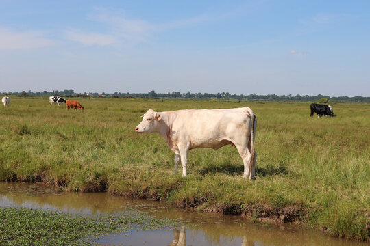 Vache laiti&egrave;re