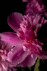 Fototapeta na wymiar pink flower on black background