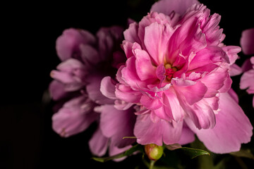 Fototapeta premium pink flower on black background