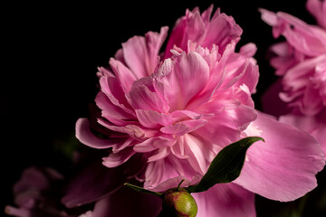 pink flower on black background