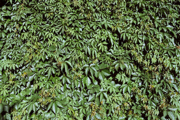 Green Virginia creeper plant on the wall in summer season. Wild Grape leaves.