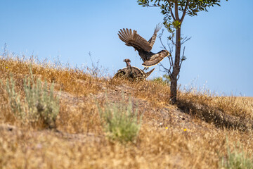 Wild turkeys are fighting. Wildlife photography.