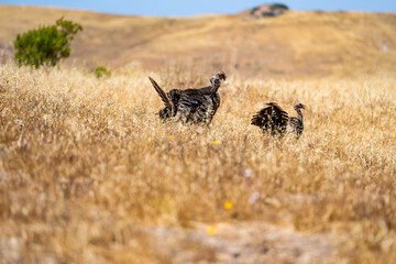 Wild turkeys are walking in the meadow. 
