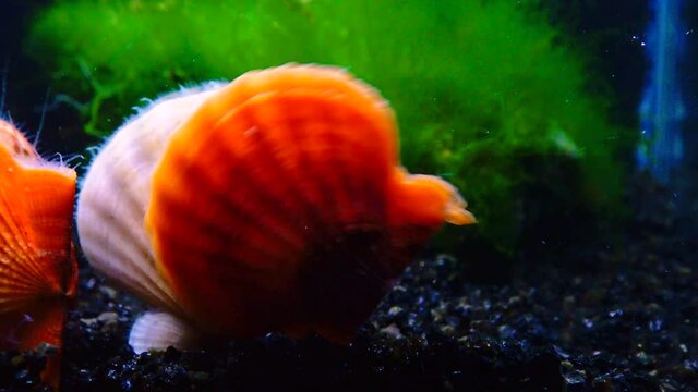 Black Sea mollusk Scallop (Flexopecten ponticus)