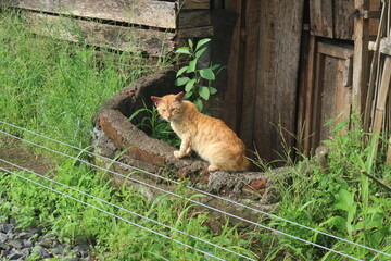 Obraz premium cat in the garden