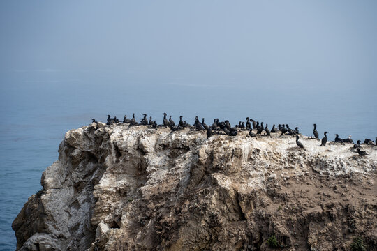 Brandt’s Cormorants Nesting and Feeding on Offshore Rocks