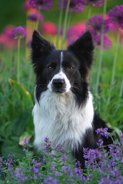 The portrait of a cute black and white Border Collie dog posing outdoors sitting in a green grass with blooming Lemon balm and purple Allium flowers in summer