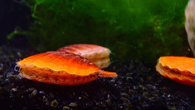 Black Sea mollusk Scallop (Flexopecten ponticus)