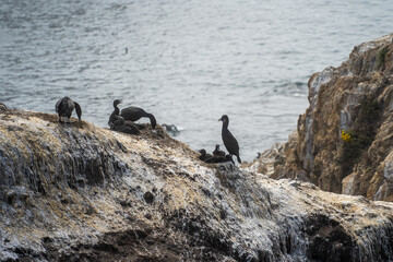 Brandt&rsquo;s Cormorants Nesting and Feeding on Offshore Rocks