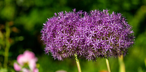 Purple flowers of the Alium also known as snowball in a garden