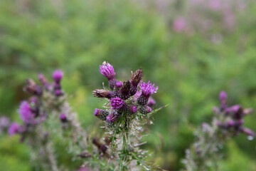close up of a purple marsh thistle