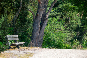 Fototapeta na wymiar Lonely wooden bench in the forest amid clusters of trees