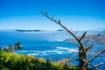 Dead Tree and Ocean in Point Lobos State Park