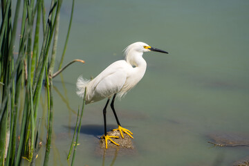 Snowy egret (Egretta thula) is standing on a rock in a lake. 