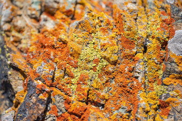 Multicolor lichen on a rock stone.