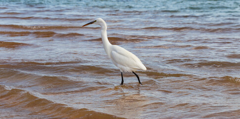 Little egret (Egretta garzetta). The white bird hunts fish in the red Sea.