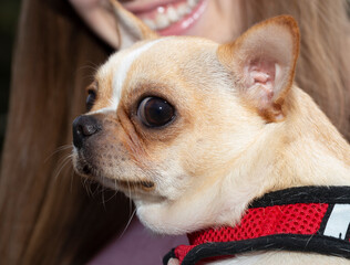 A pensive Chihuahua in red clothes in the arms of the hostess.