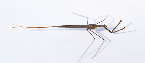 Ranatra linearis is a species of aquatic bug in the Nepidae family.
