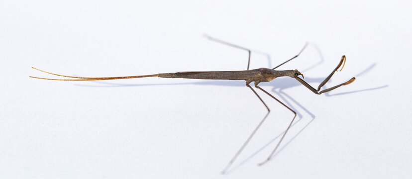 Ranatra linearis is a species of aquatic bug in the Nepidae family.