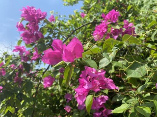 pink Bougainvillea flower in nature garden